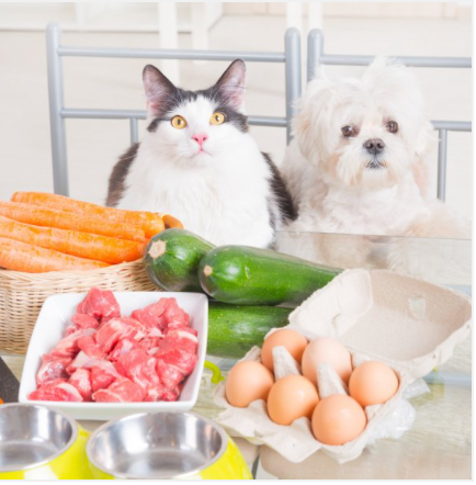 Pros of feeding your pet raw