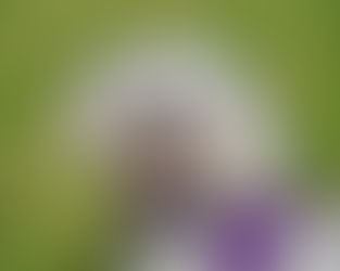 Walking Dogs in Bel Air? Be safe With These Essential Tips!