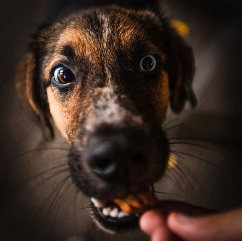 Specialized Dog Diets...What You Need to Know