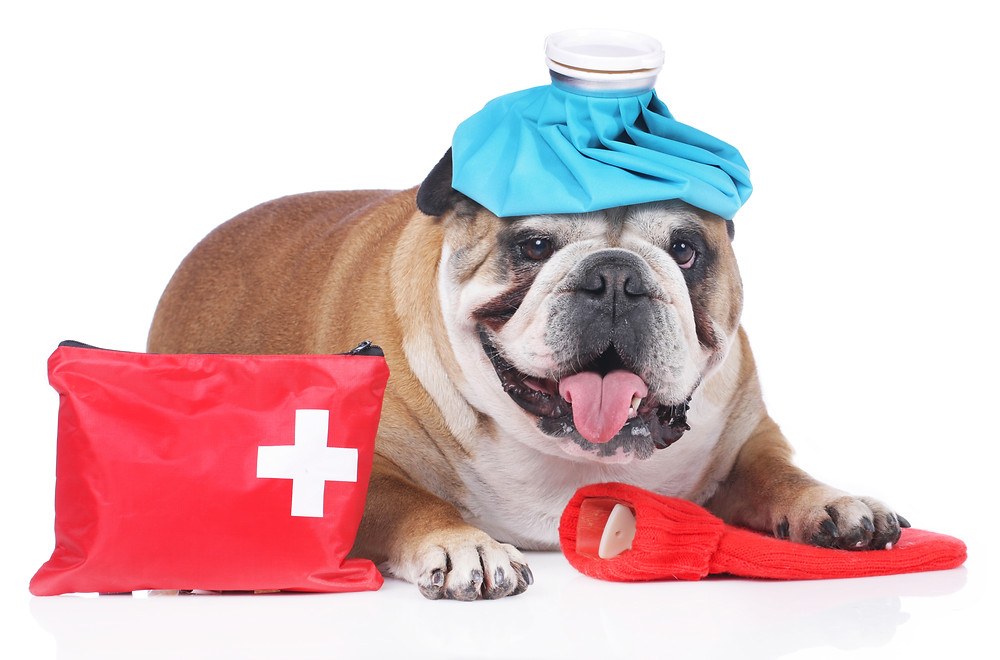 pet sitting in Abingdon, MD