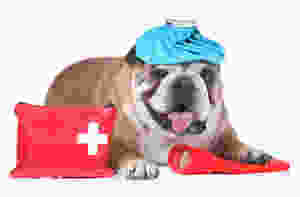 pet sitting in Abingdon, MD