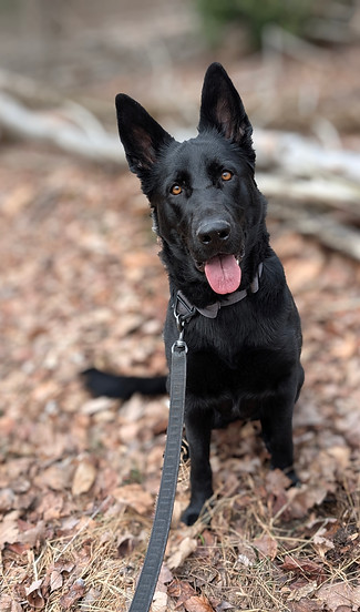 An Adventure walk at Anita C. Leight Estuary center
