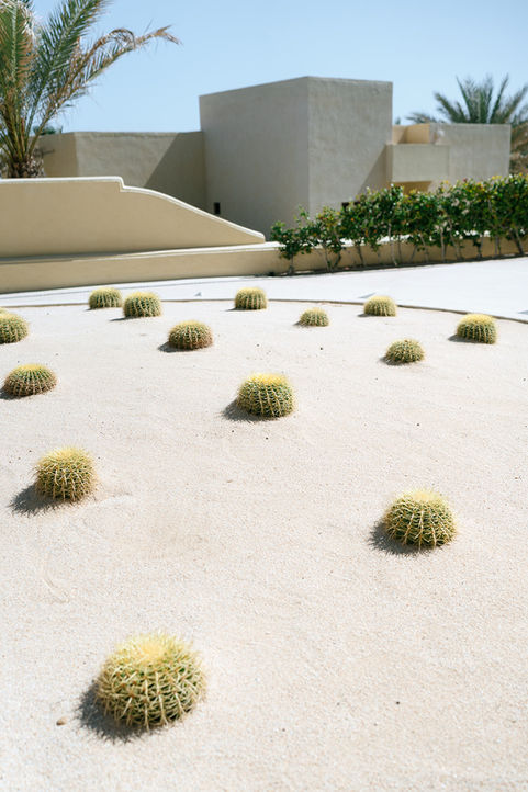 Desert cactus landscaping at luxury Cabo San Lucas wedding venue.