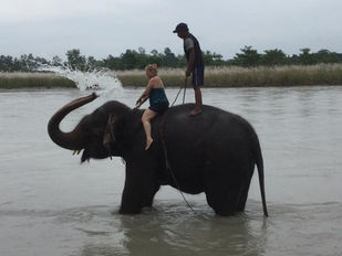 Riding an Elephant through the Jungle