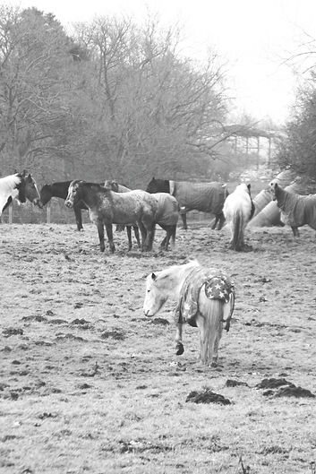 horses-pasture.jpg