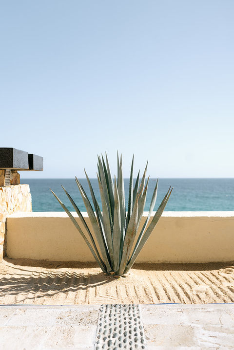 Agave plant with ocean backdrop at luxury Mexico wedding venue.