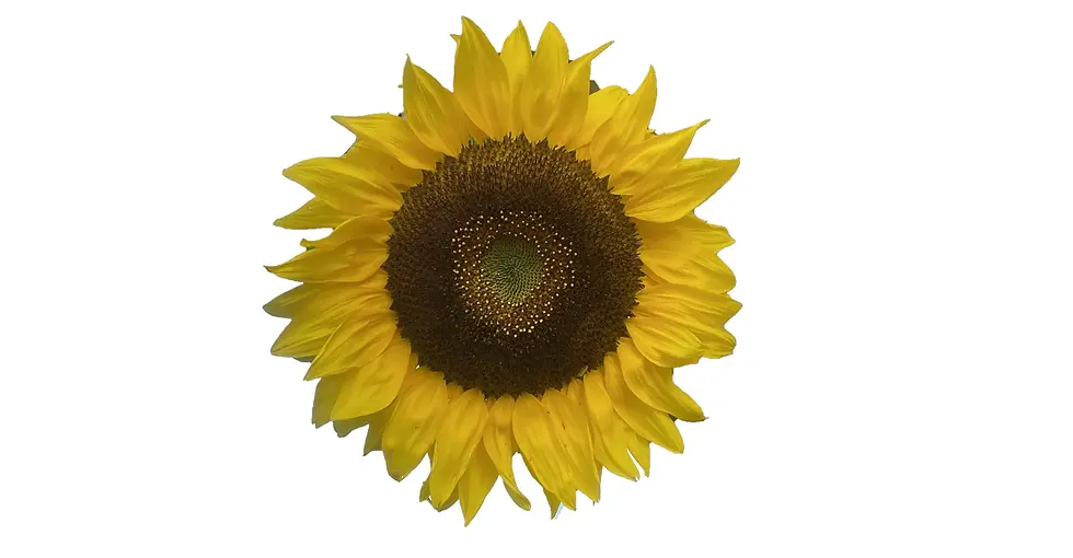 wooden sunflower fridge magnet 4 inch birch wood magnet uv printed magnet strong fridge magnet farmhouse kitchen decor sunflo