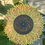 Thumbnail: Handcrafted Multilayered Wooden Sunflower