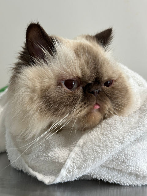 outcats-grooming