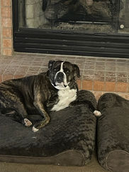 Pets 2 Us Pet Care Services