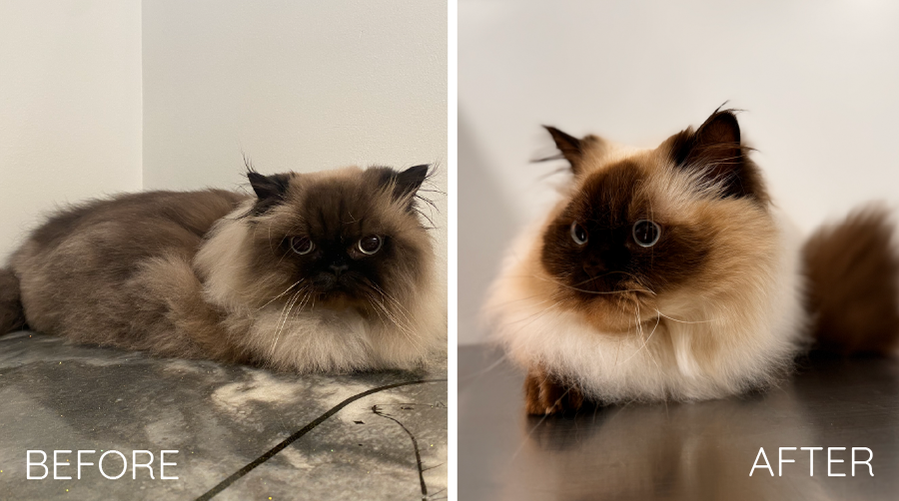 outcats-grooming