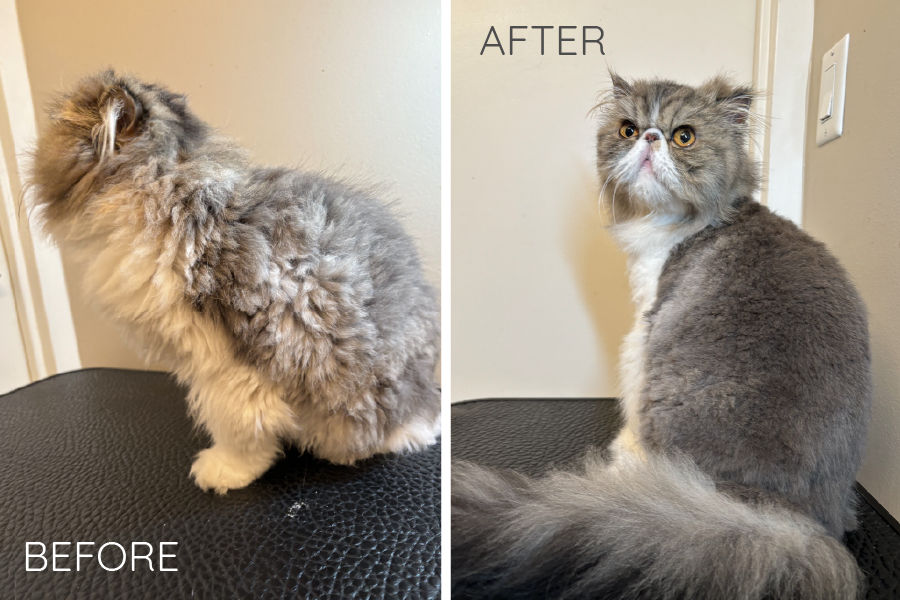 outcats-grooming