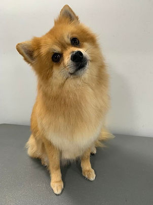 angel german spitz2.jpg
