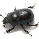 lvb-beetle1