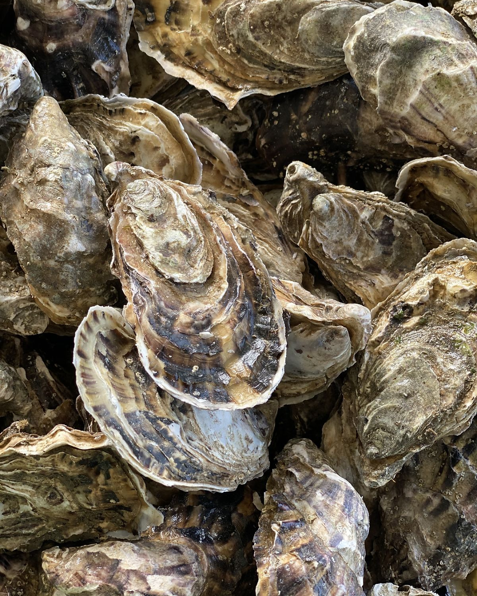 Plan Your Fall Getaway to Cape Cod: Wellfleet OysterFest and Local Adventures