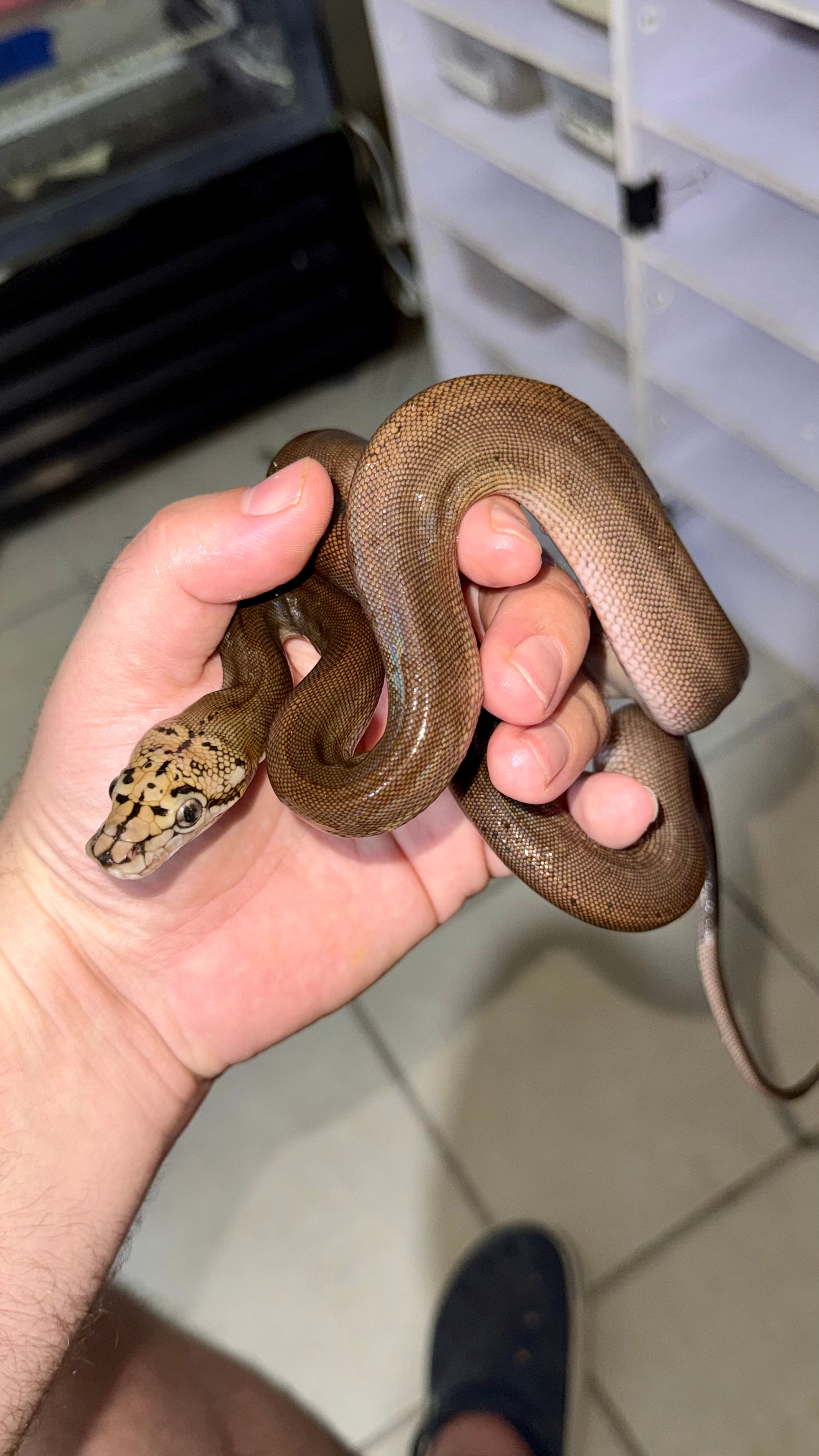 Goldenchild motley Platy het albino hembra
