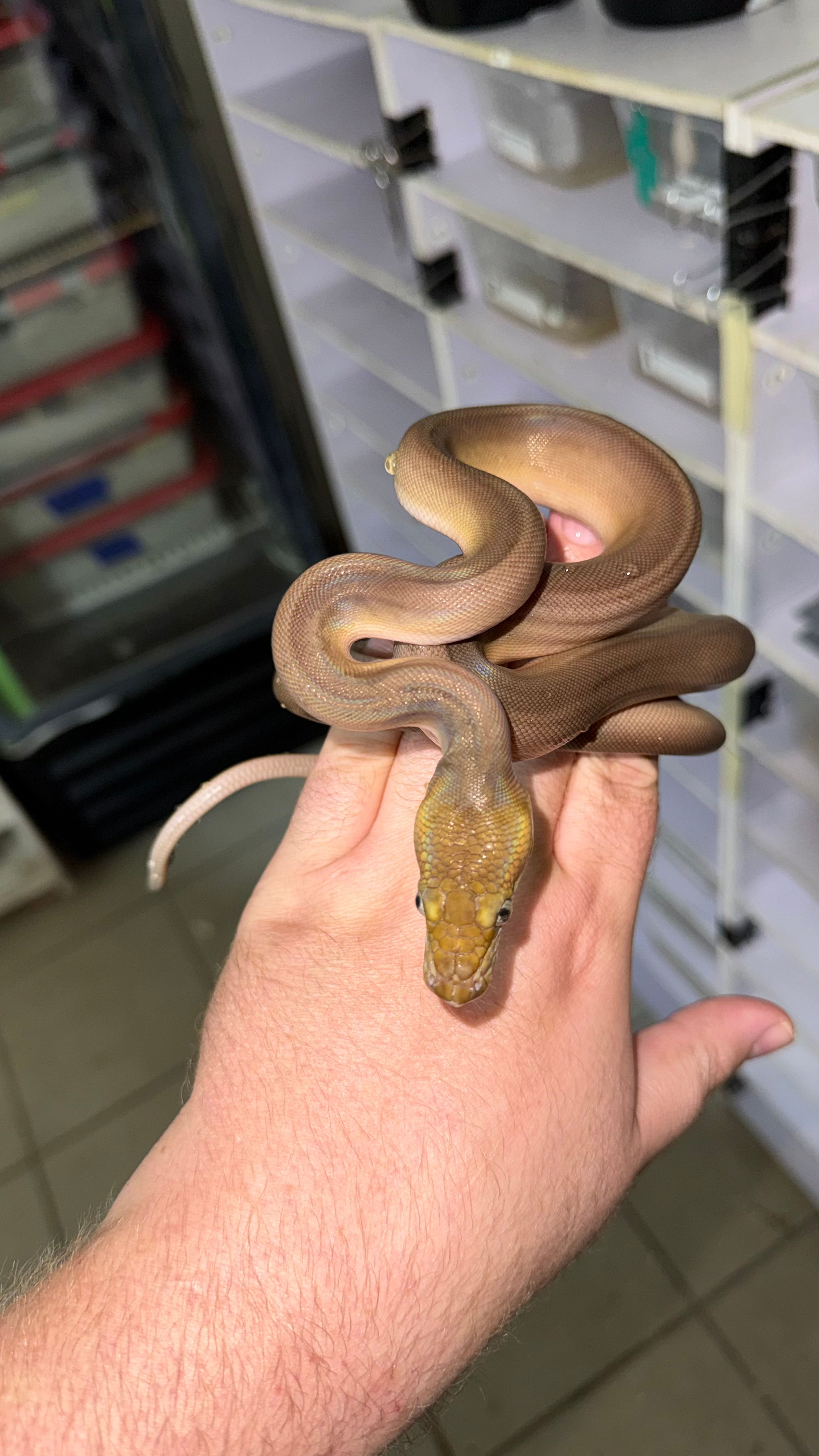 Phantom Goldenchild Motley Tiger posible Platinum Súper Tiger posible het Albino