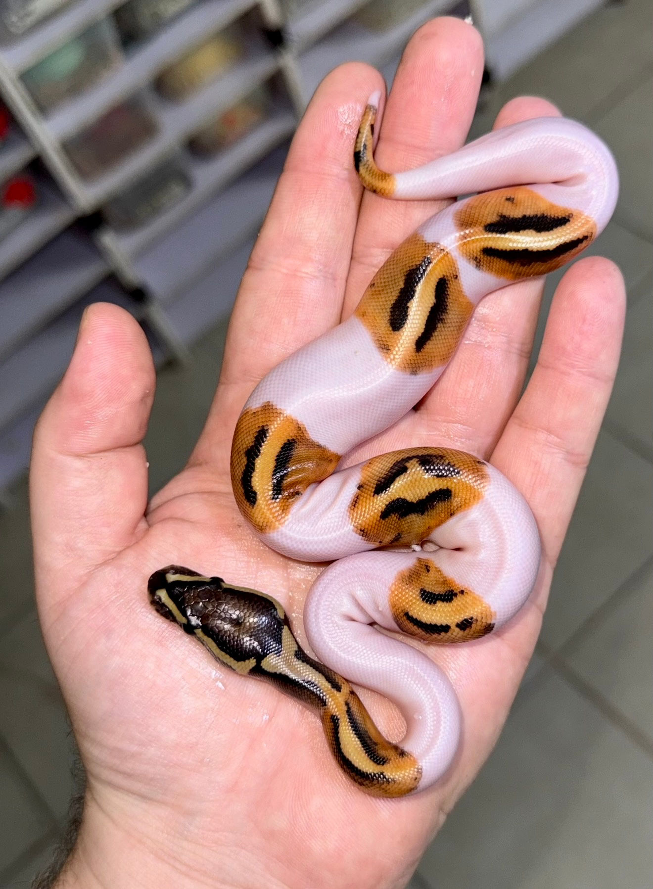 Pied Orange Dream Hembra