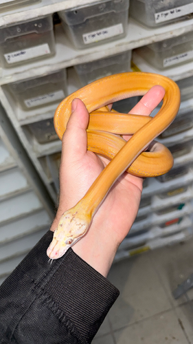 Goldenchild Purple Sunfire Platinum Macho | gmreptiles