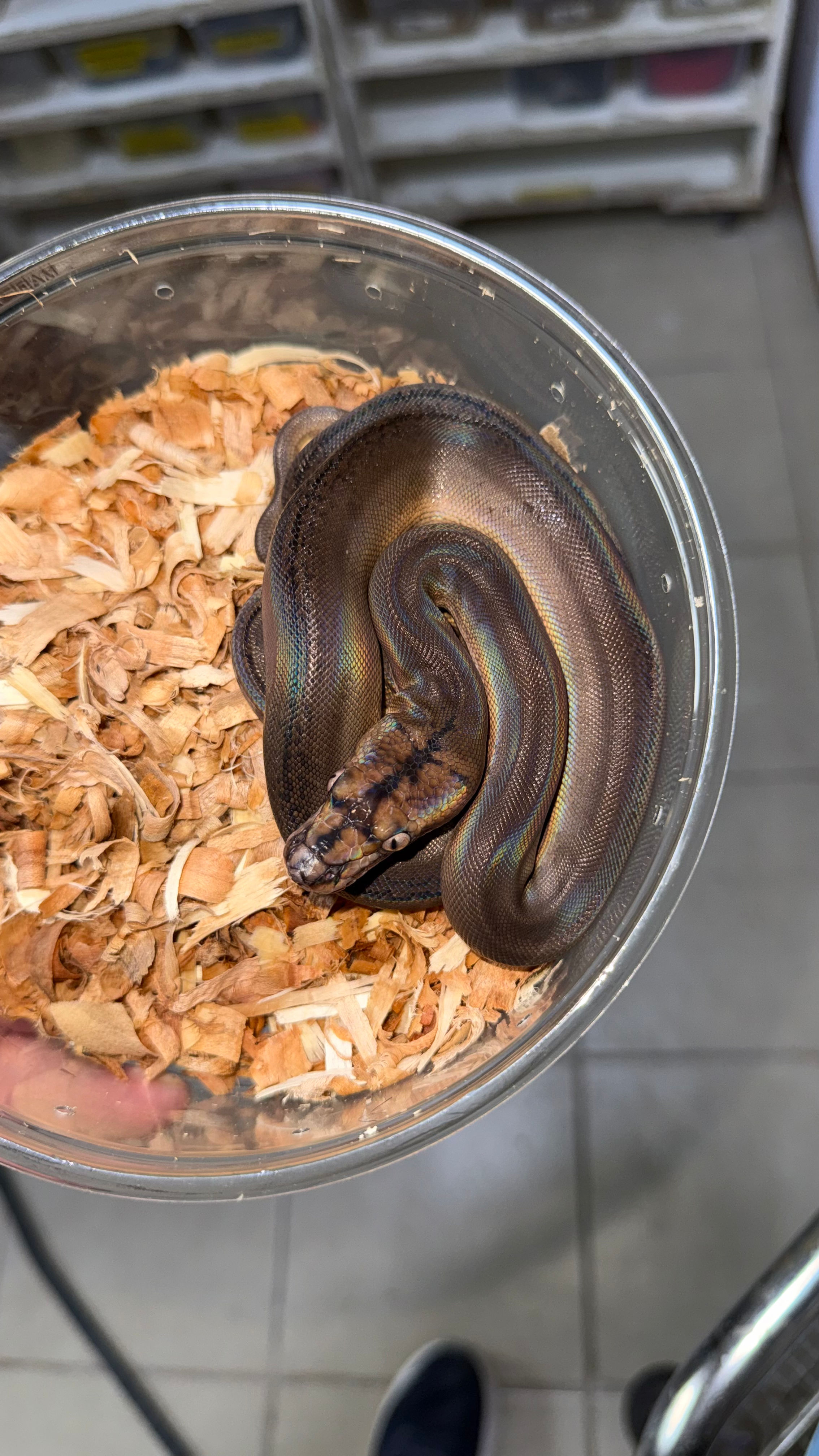 Motley Golden het albino macho 