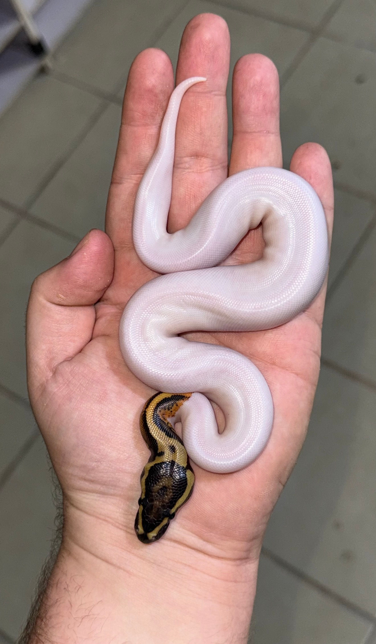High White Leo Pied Hembra 