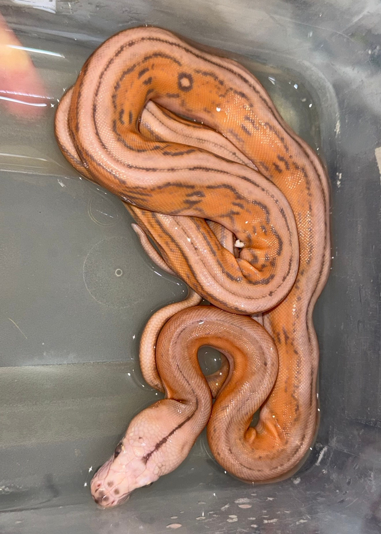 Orange Glow Motley Tiger Hembra