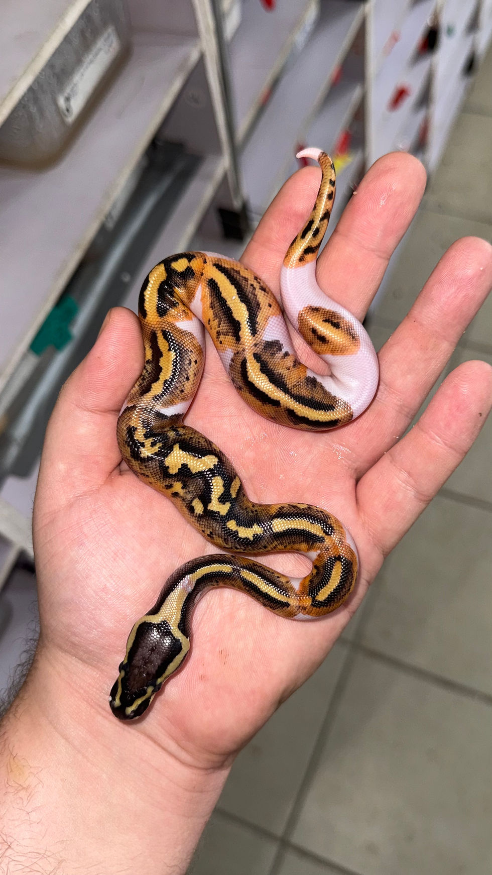 Miniatura: Leopard Pied Macho 