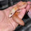 Miniatura: GC Motley Purple Platy Hembra 