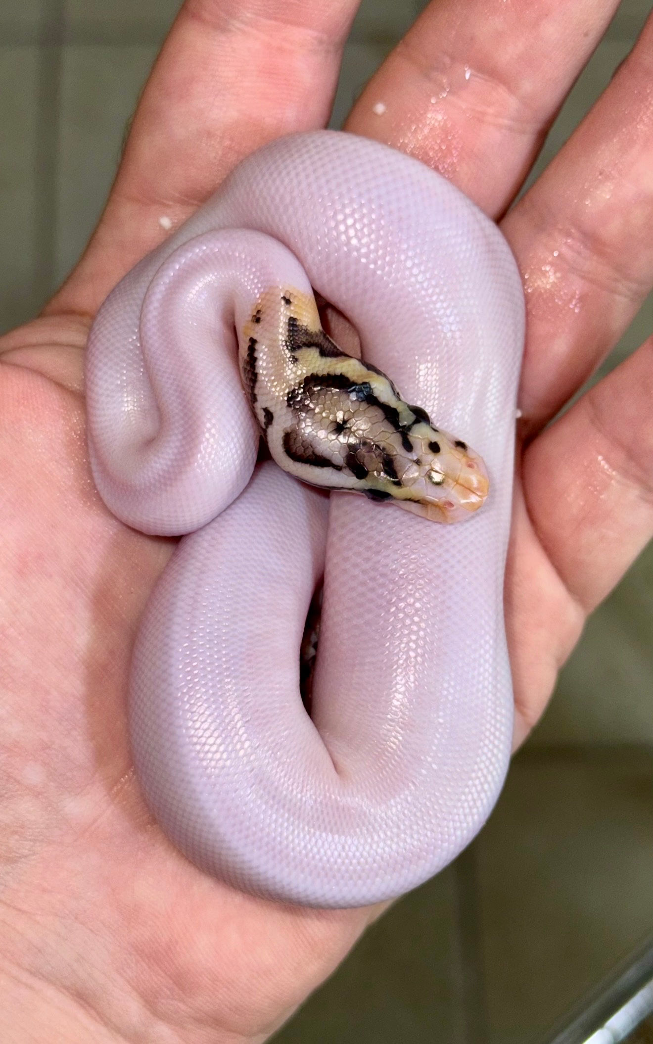 Bumblebee Leo Pied Macho