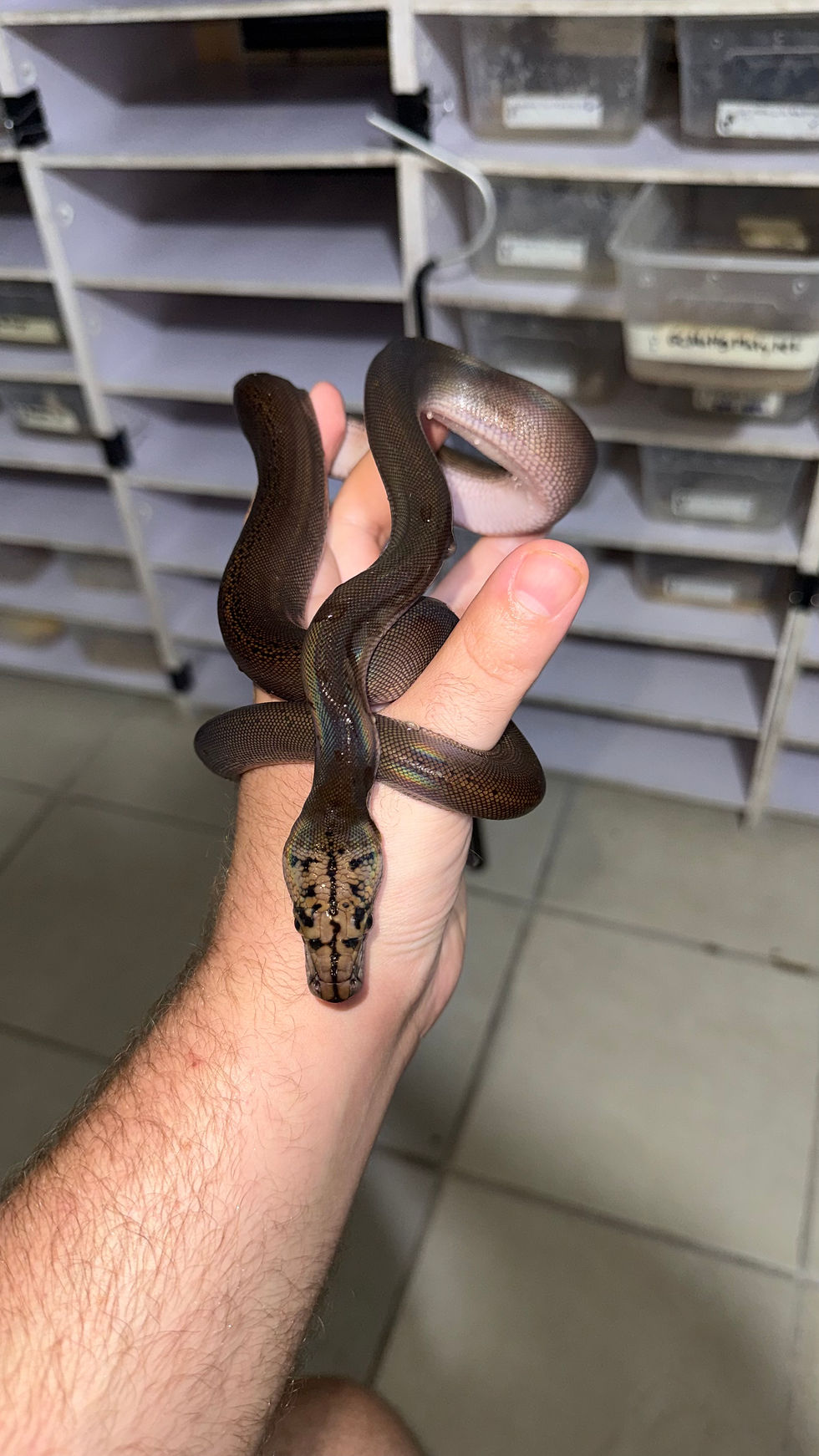 Miniatura: Goldenchild motley platinum het albino hembra