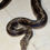 Miniatura: MOTLEY HET ALBINO HEMBRA ADULTA 4.5 MTS