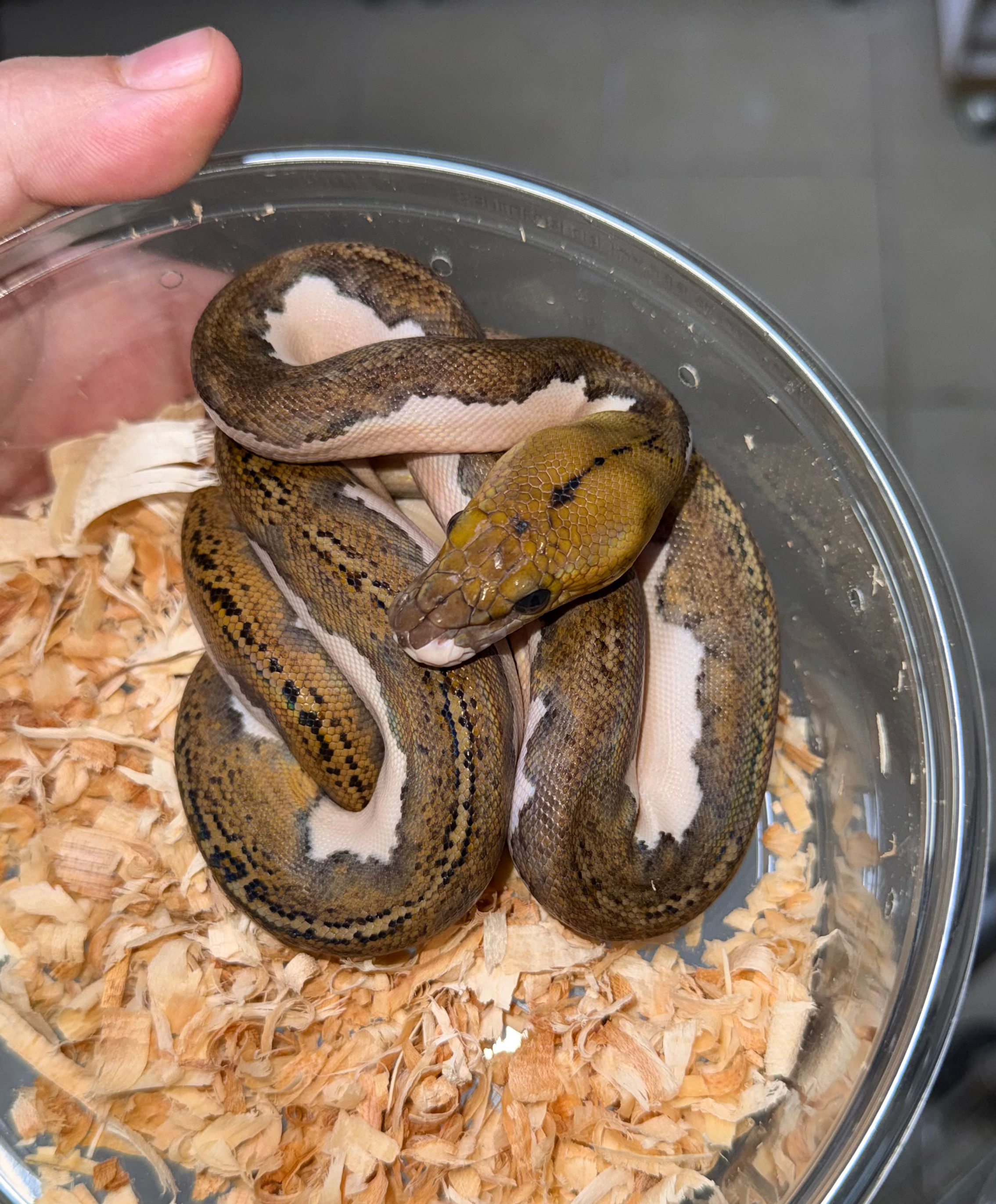 Pied tiger PHA Macho 