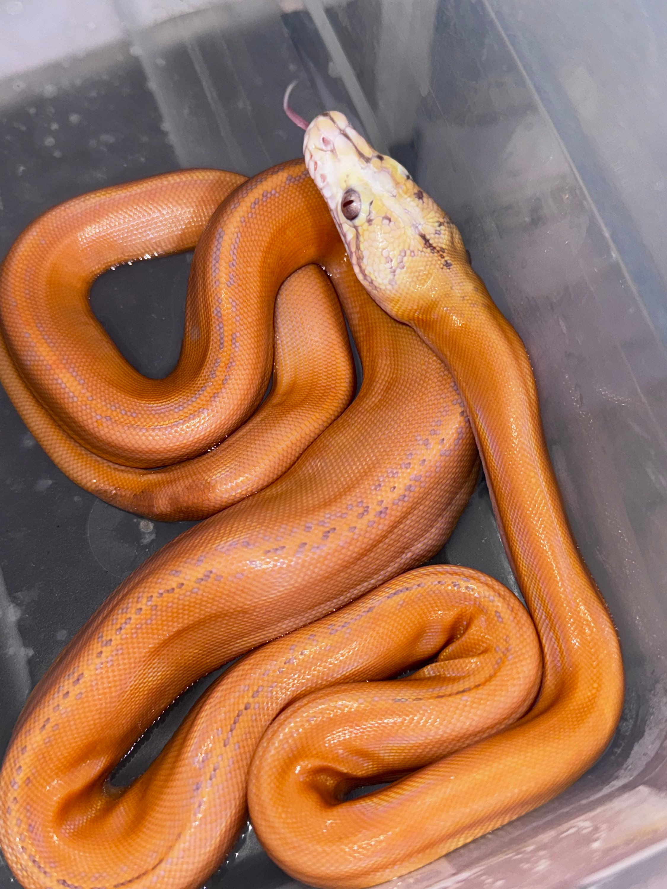 Goldenchild Purple Sunfire Platinum Macho 