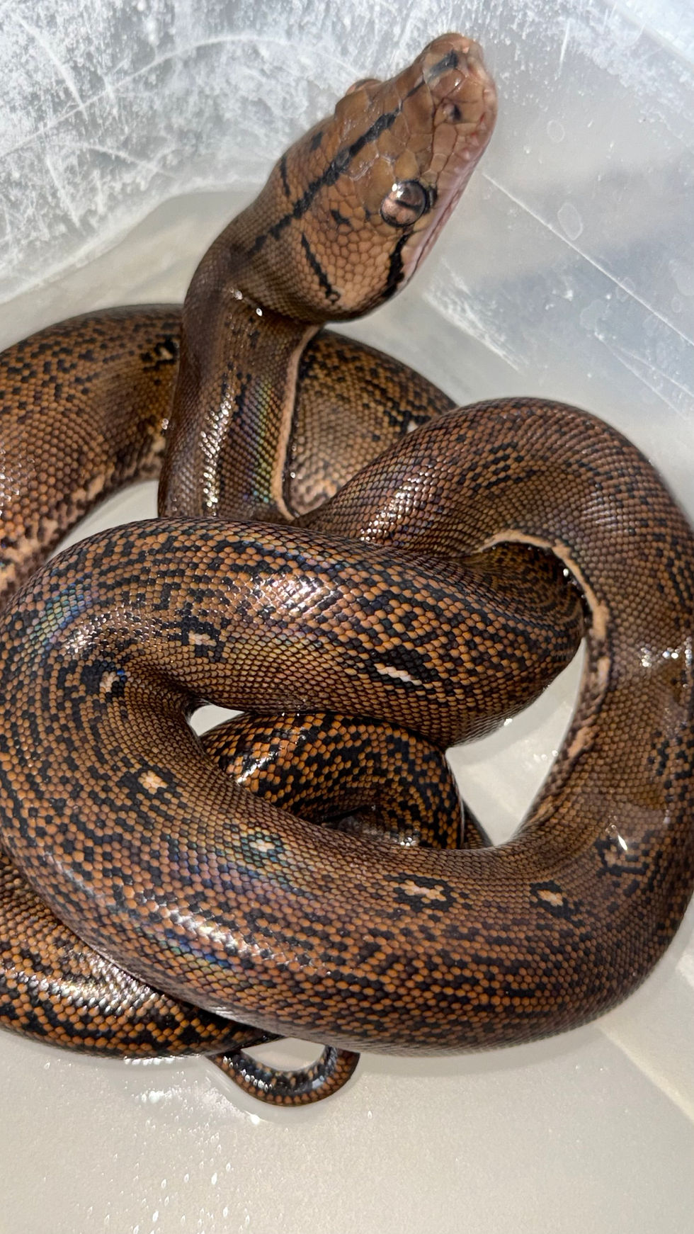 Miniatura: Goldenchild het albino posible het anthrax macho 