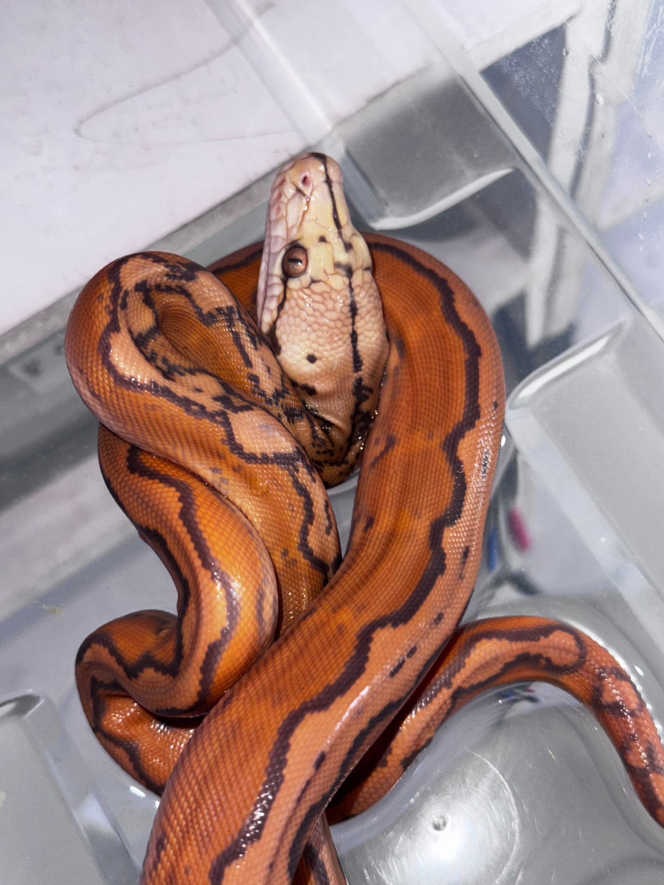 Orange Glow Motley Tiger Sunfire Hembra