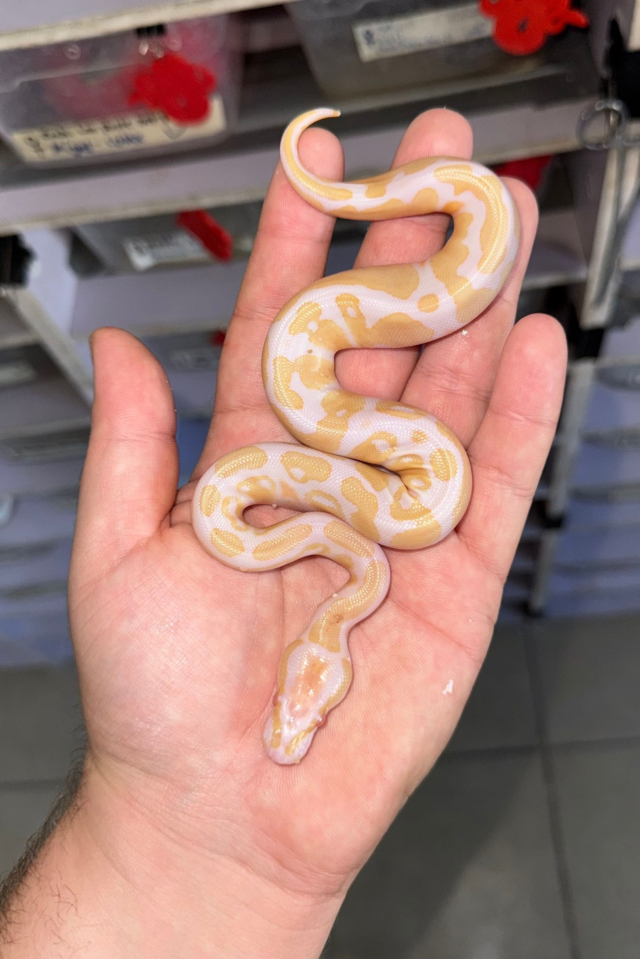 Albino (candino) 100% het pied hembra 