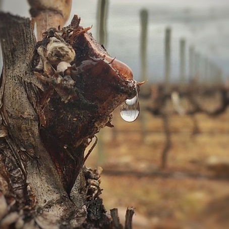The science behind vineyard's bleeding