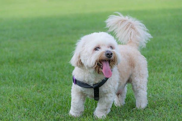 Shih Poo Breeder 