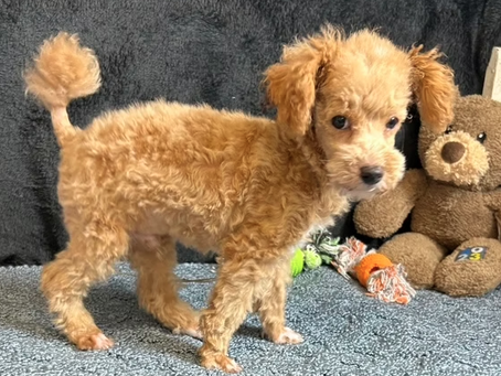 Tiny Paws, Big Love: Why Teacup Poodles Are Stealing Hearts Across Texas
