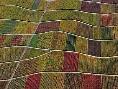 Precision Viticulture or Site Specific Crop Management