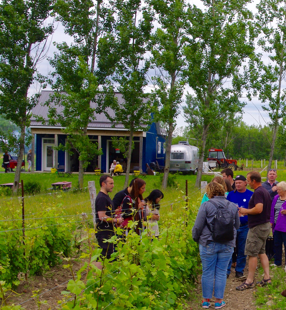 Learn among the vines