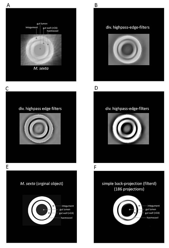 Filtering of simple back projection of M. sexta after application of CA