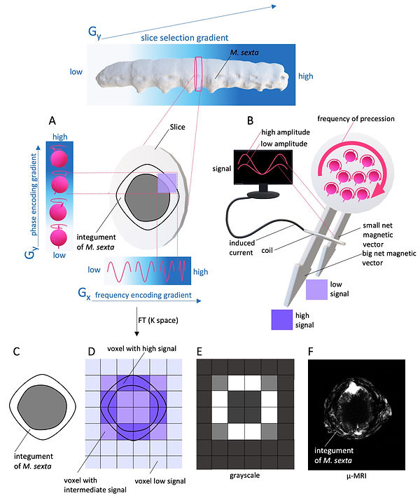 Spatial encoding and signal strength in MRI