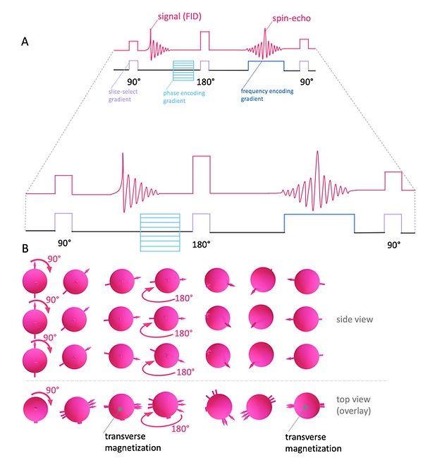 Conventional spin echo pulse sequence and rephasing 180° RF pulse