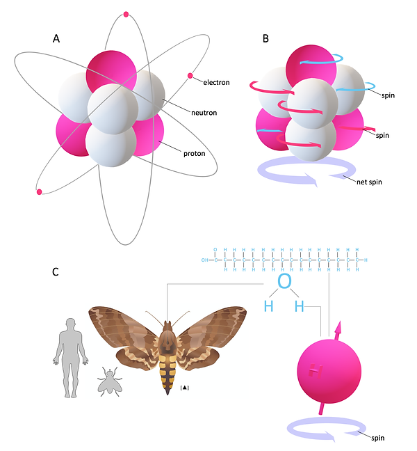 MR active nuclei and spin of H