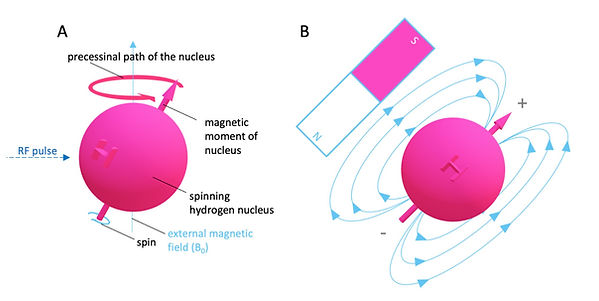 MR active nuclei and spin of 1H
