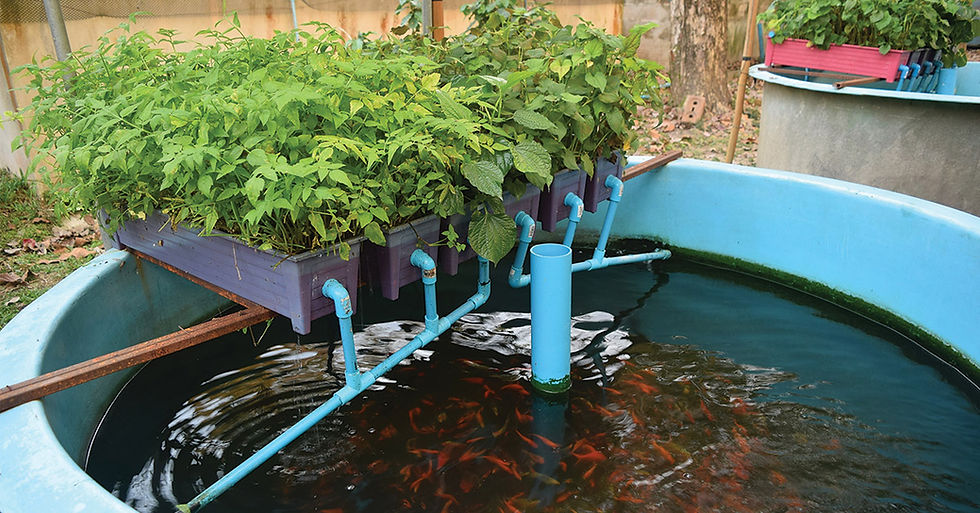 koi-aquaponics-preview.jpg