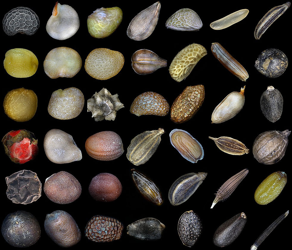 seeds.jpg