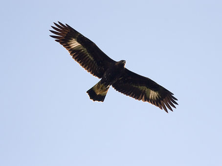 Liiklusvoogude suurendamine Elu Peateel.