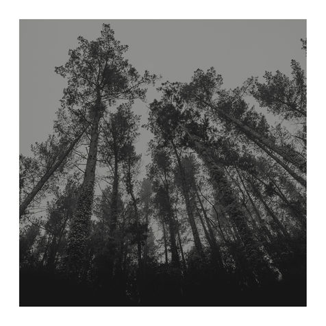 arbol hiedra camino (1).jpg